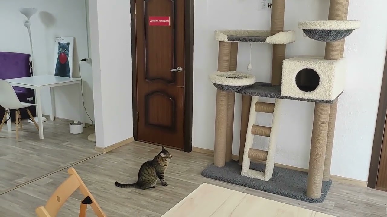 Котокафе «Мяу» в Екатеринбурге / Cat cafe