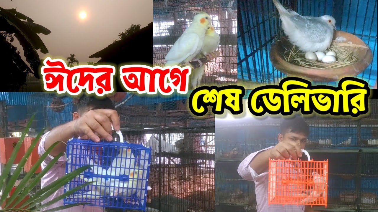 ঈদের আগে শেষ পাখি ডেলিভারি || bird home delivery || Birds of village