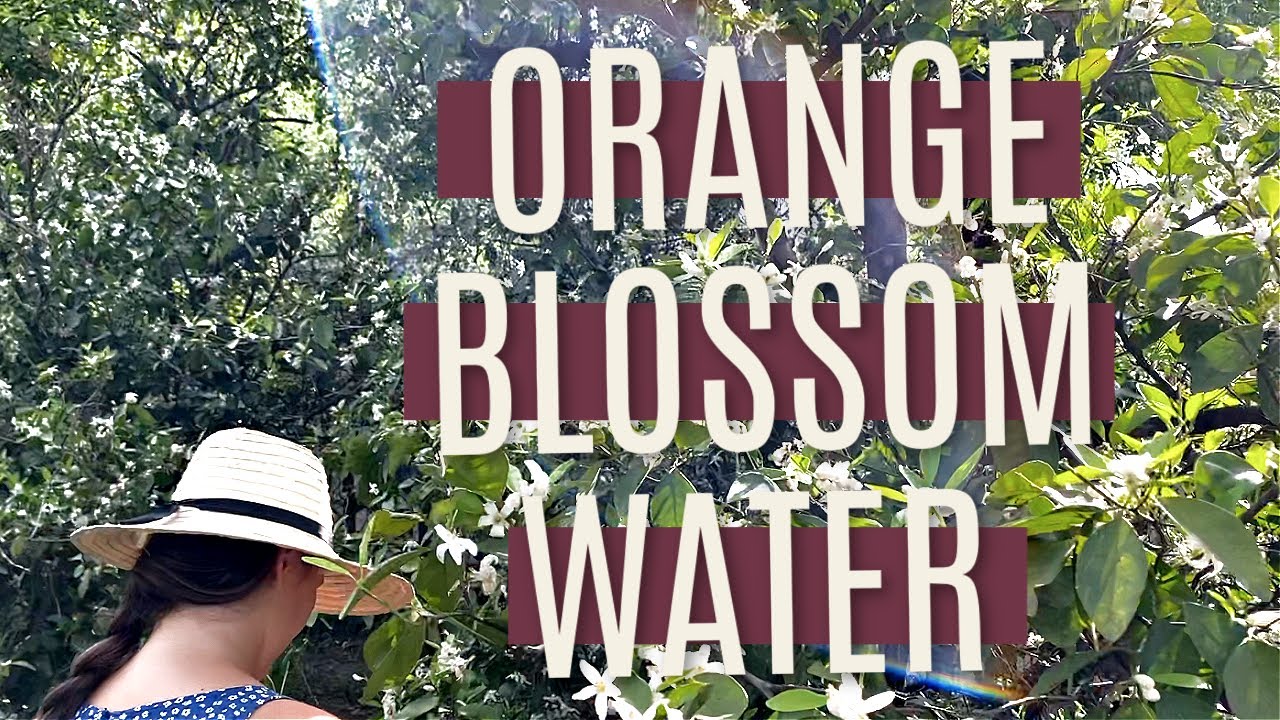 How to make Orange Blossom Water from Scratch