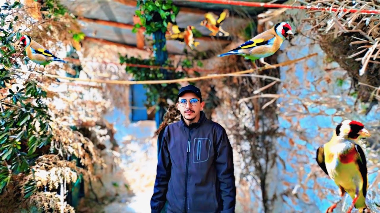 زيارة عند محمد ❤️‍🔥ورانا سلالة الحسون اعشاش مع اهم المعلومات مفيدة في تربية طيور الحسون2025