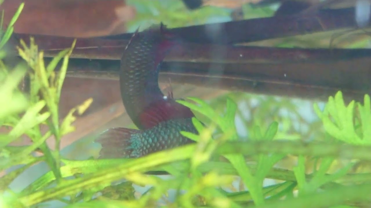 betta sp jade spawning