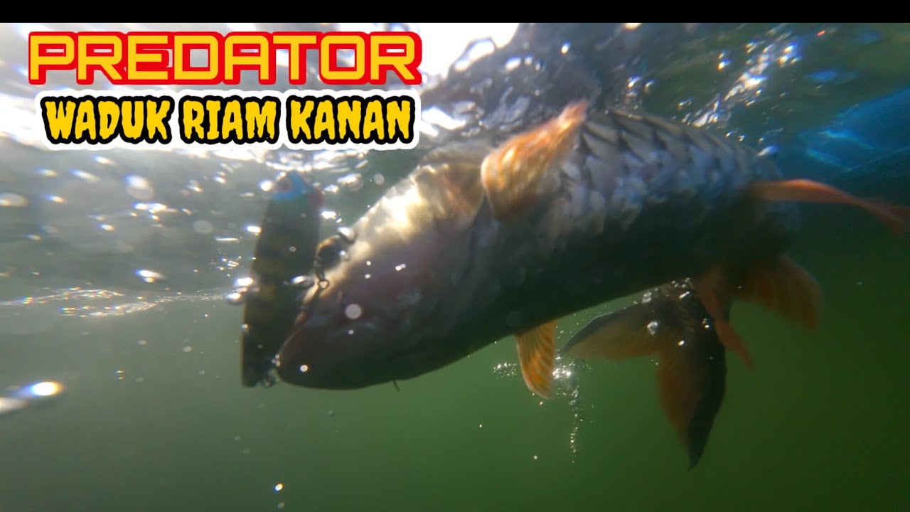 WADUK INI SANGAT BANYAK DIHUNI IKAN HAMPALA BEGITU MUDAH MENDAPATKAN STRIKE || MANCING CASTING