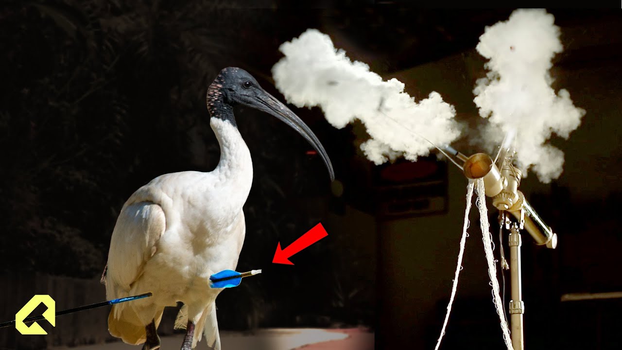 A Bird Was Shot with an Arrow – I Built a Rescue Device