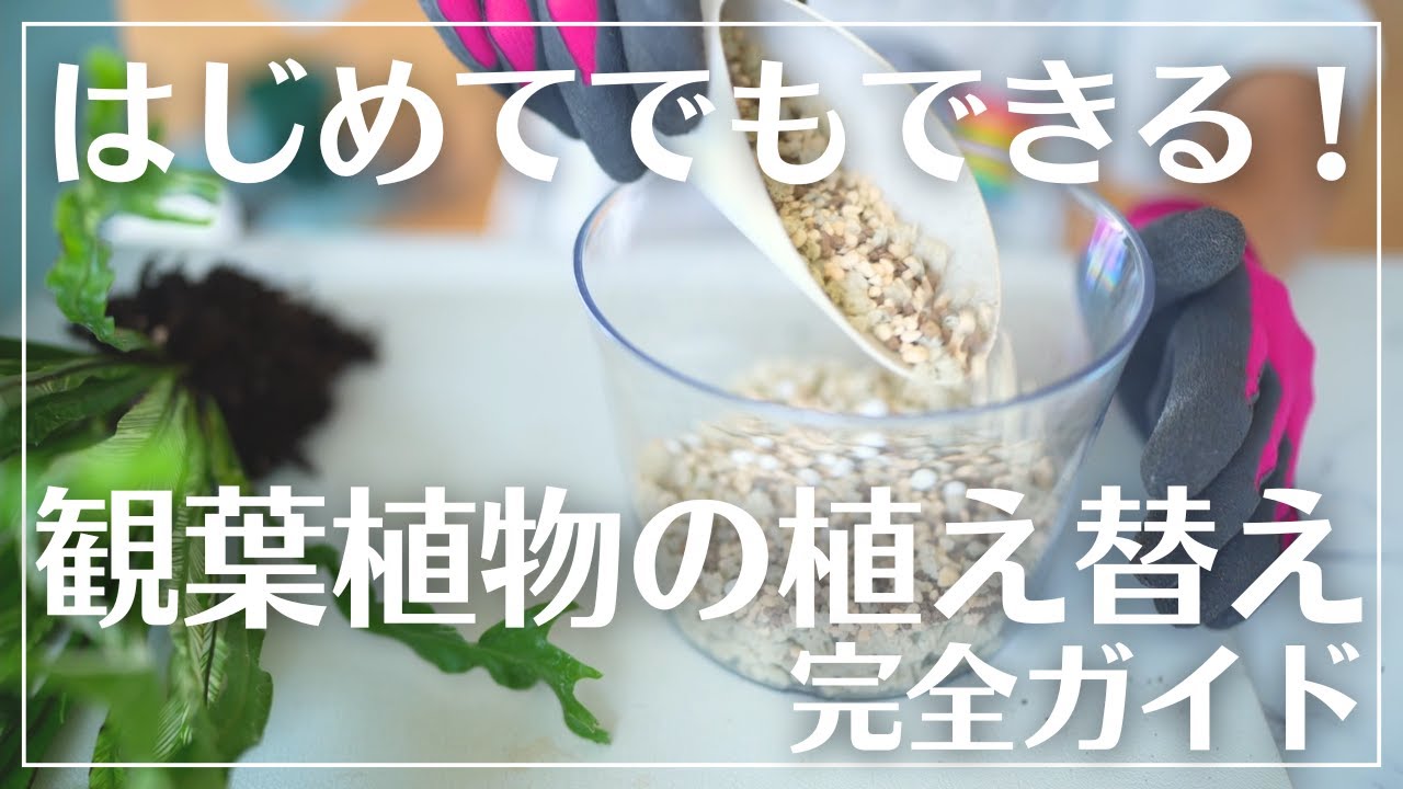 【初心者でも失敗しない！】観葉植物のやさしい植え替え講座