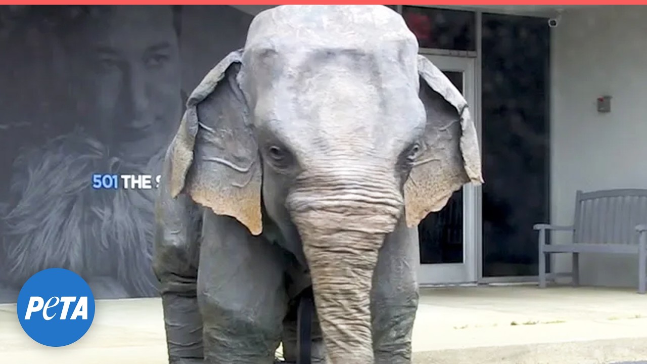 Meet Ellie, PETA's Robot Elephant!