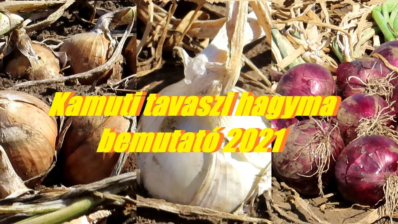 Kamuti tavaszi hagyma bemutató 2021