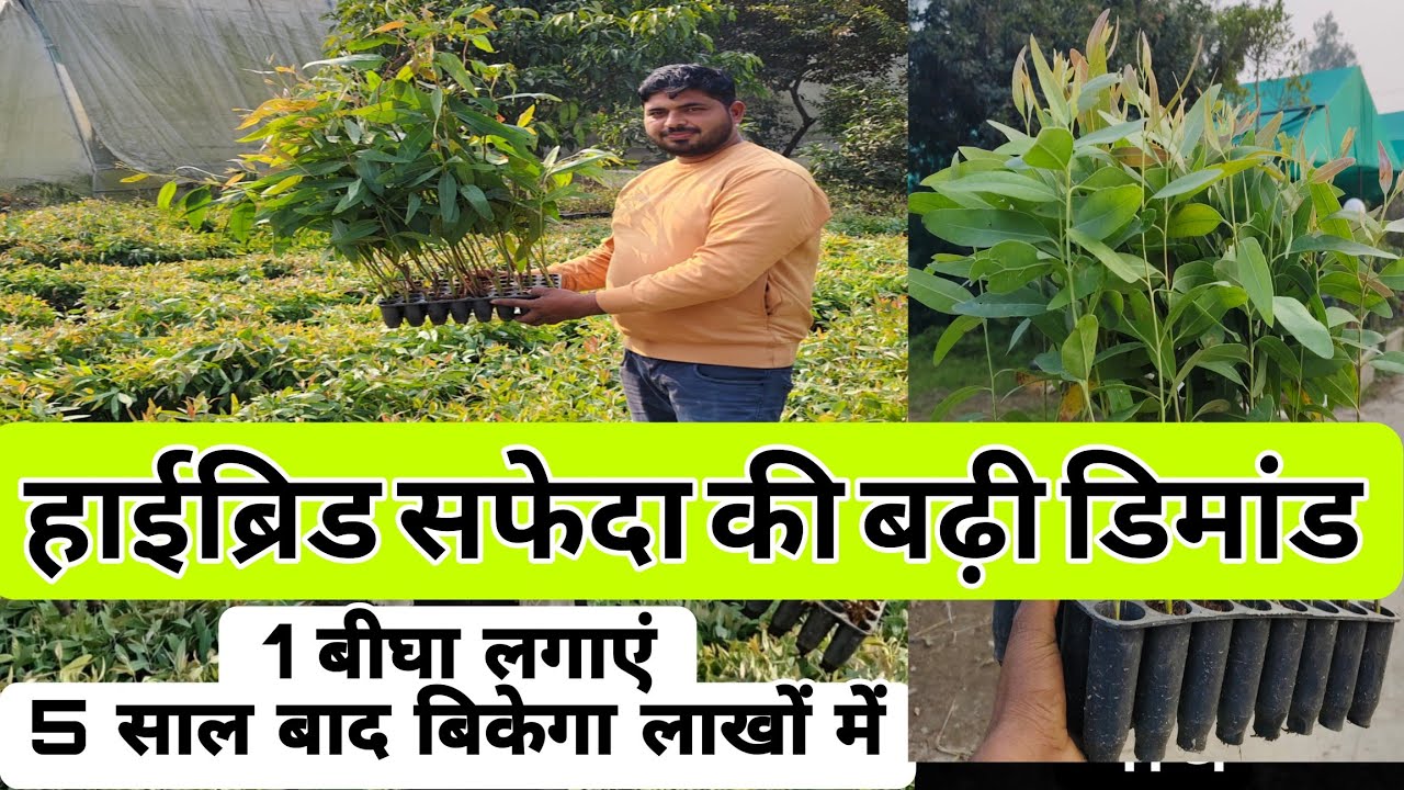 हाईब्रिड सफेदा की खेती करें लाखों रूपए कमाएं।eucalyptus farming