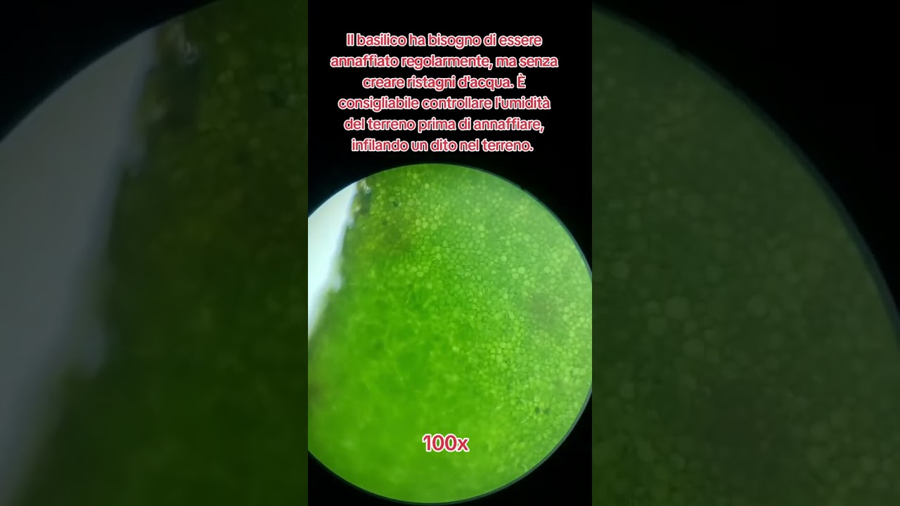 Ecco la foglia della pianta di basilico bio osservata al Microscopio 👁🔬