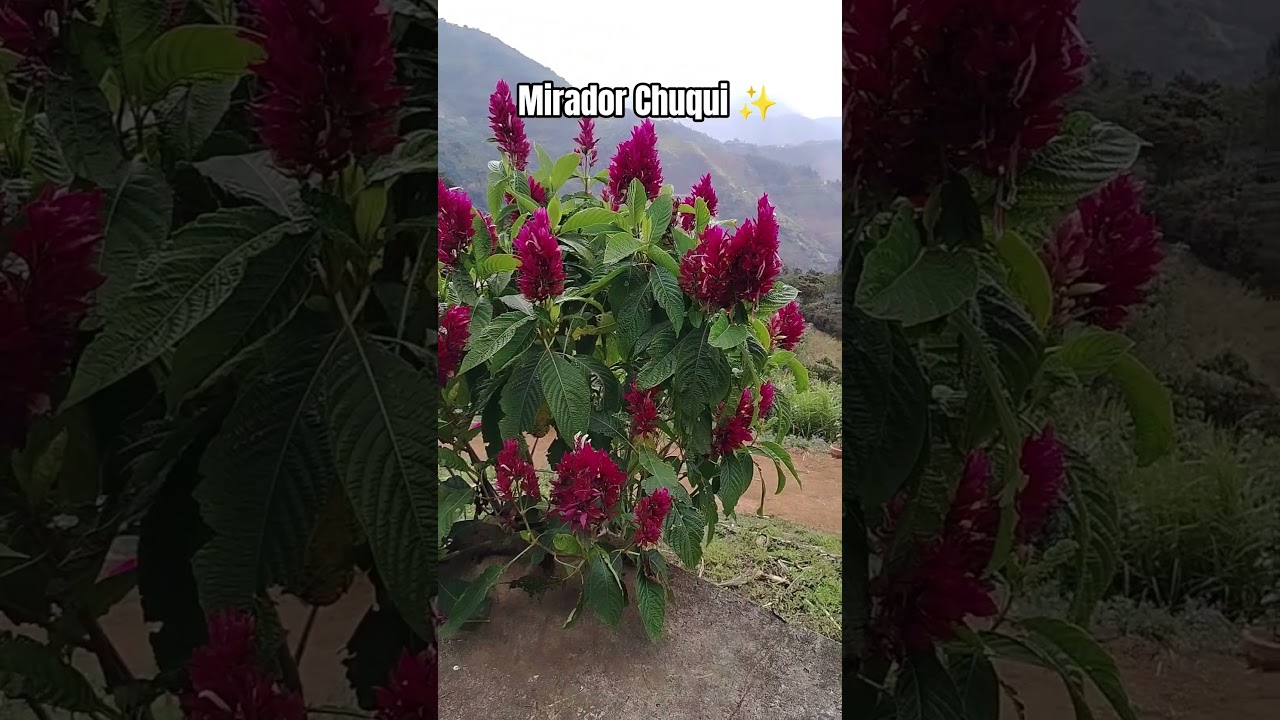 Mirador Chuqui - S&iacute;cchez - &iexcl;donde las vistas son m&aacute;s impresionantes que tu &uacute;ltimo selfie! 🇵🇪 #Shorts
