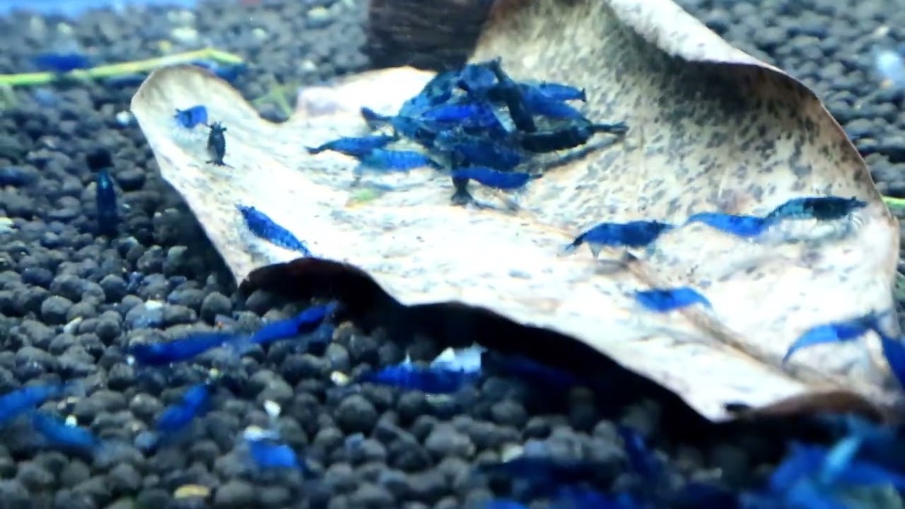Blue Diamond Neocaradina Fresh Water Shrimp (FS-12)  Planted Tank