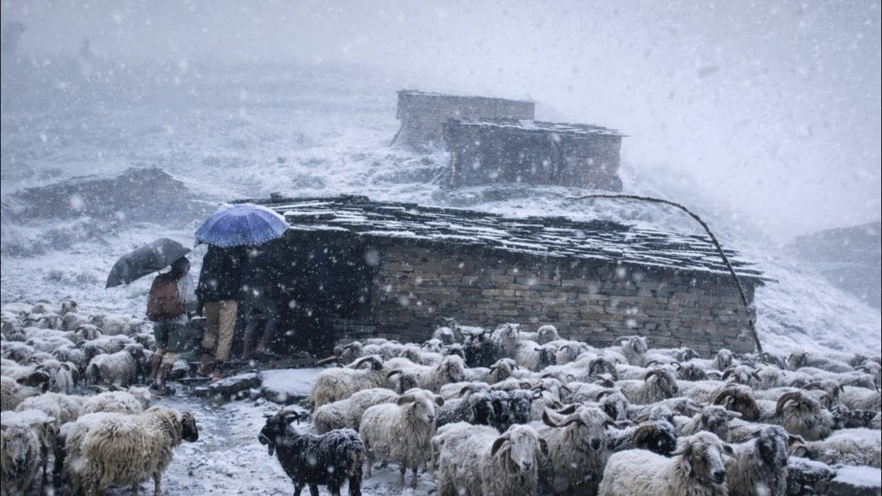 Surviving Shepherd Life in One Of The Coldest Regions Of Nepal |Cooking & A Snowy Freezing Winters