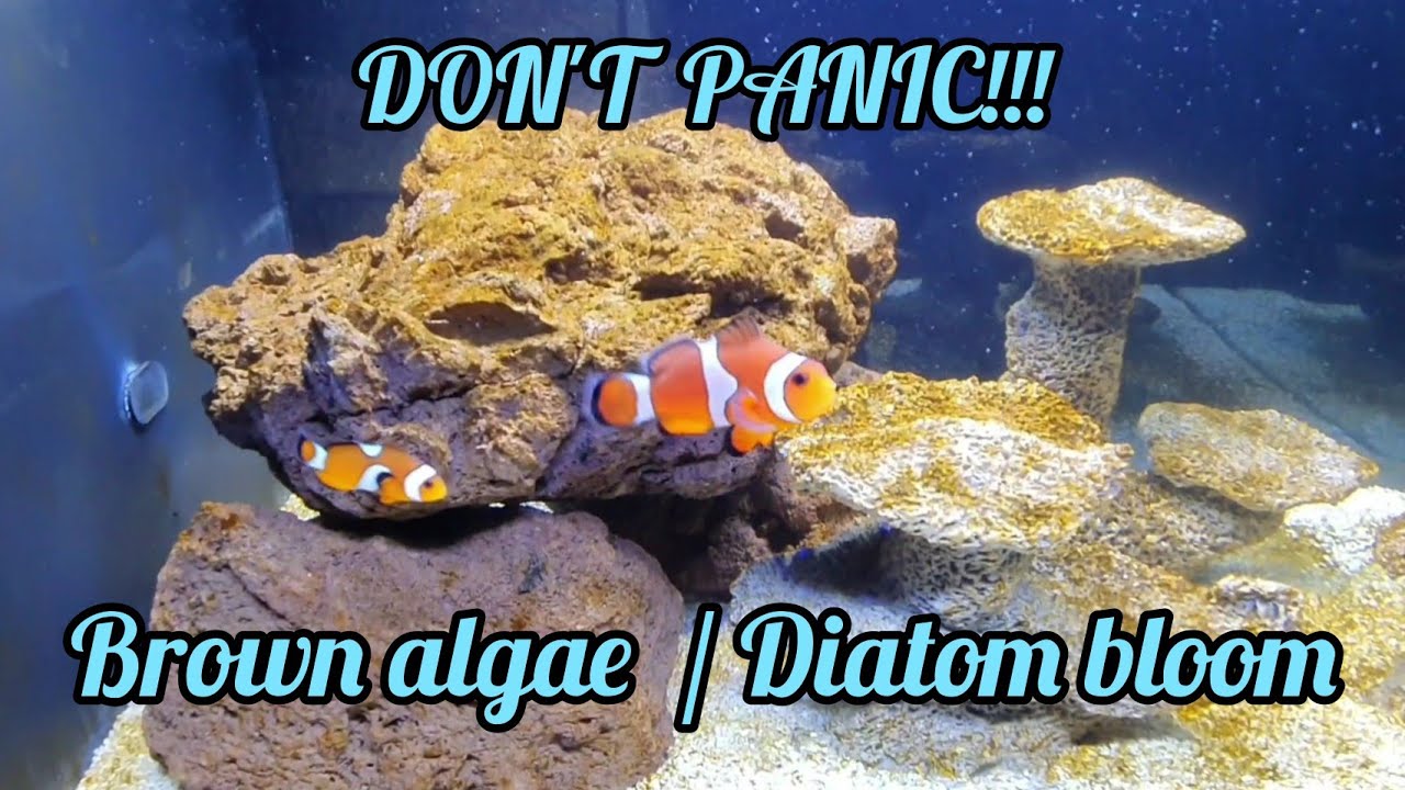 Brown algae / Diatom algae in a new nano reef fluval evo 13.5