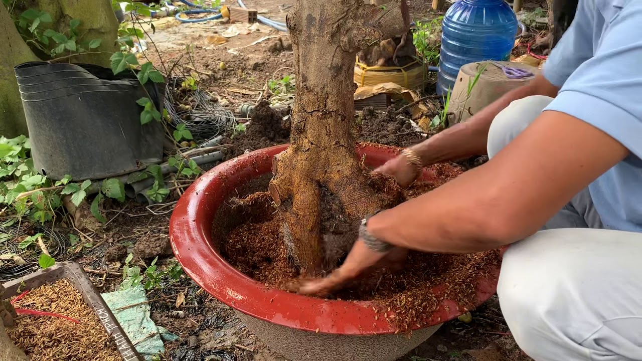 Cách trồng mai phôi vào chậu đảm bảo sống tốt | ltk bonsai