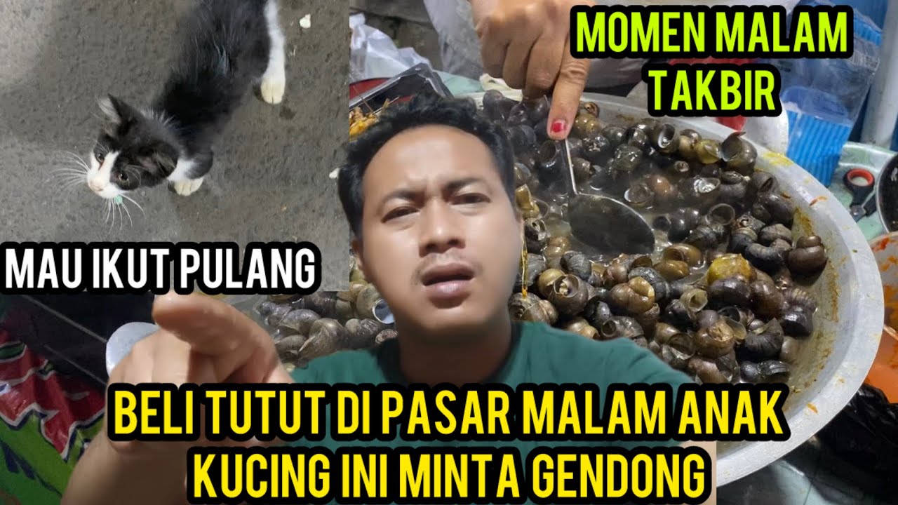BELI TUTUT DI PASAR MALAM ANAK KUCING MINTA GENDONG MAU IKUT PULANG..‼️