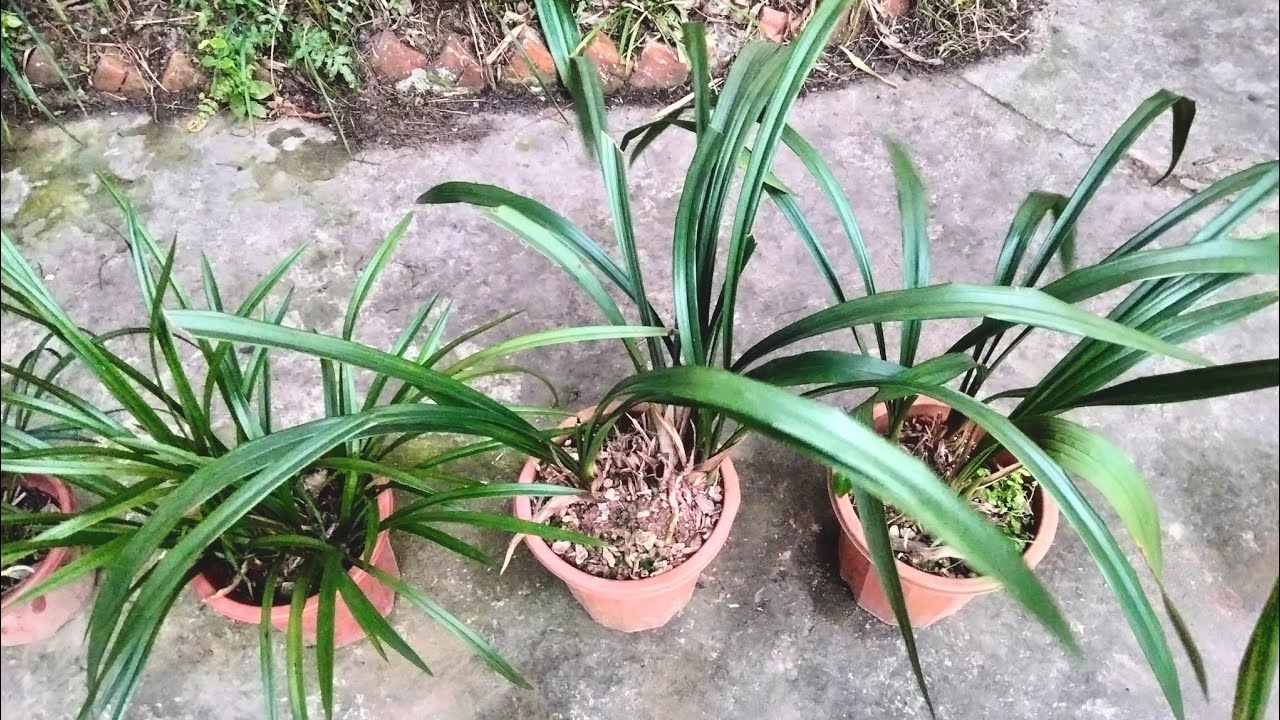 Lan rừng | Địa lan Trần Mộng cổ hoa đỏ
