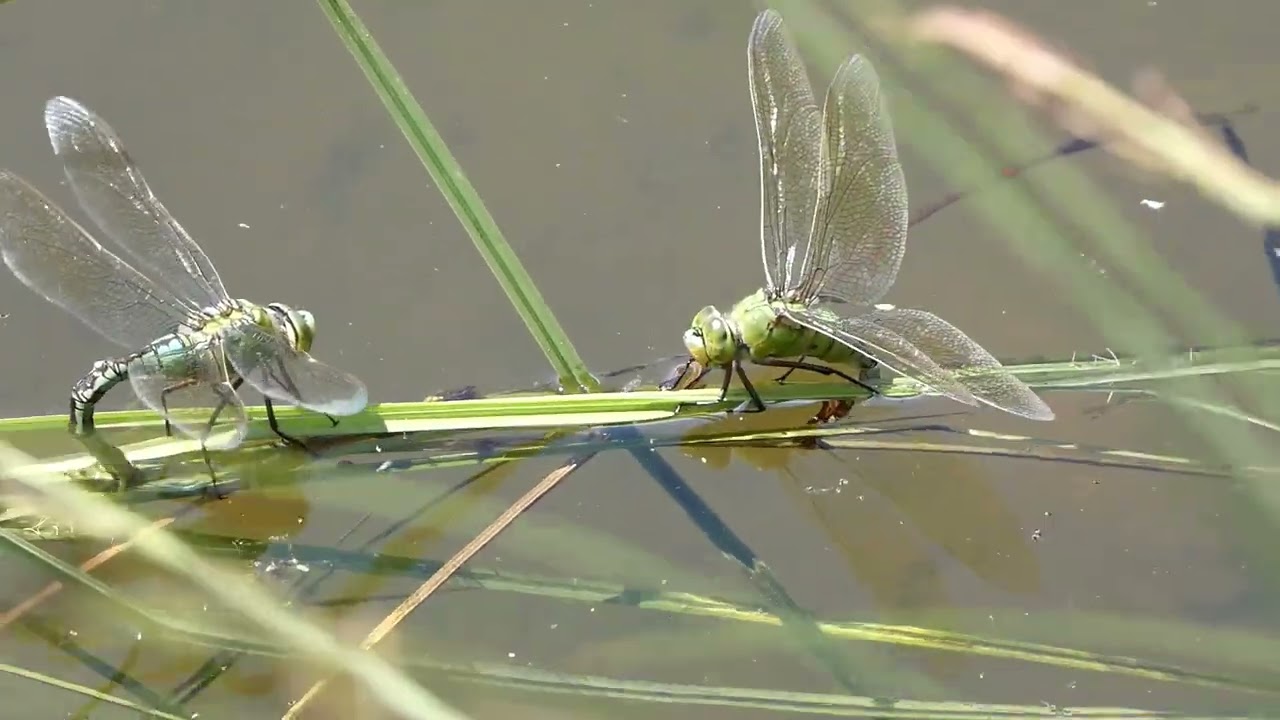 Großlibelle - Große Königslibelle bei der Eiablage