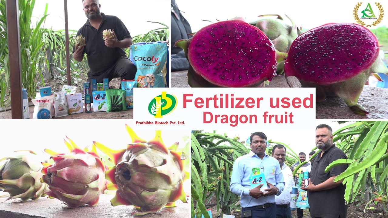 Dragon fruit farm with organic fertilizer | Annapurna agri space | Prathibha biotech