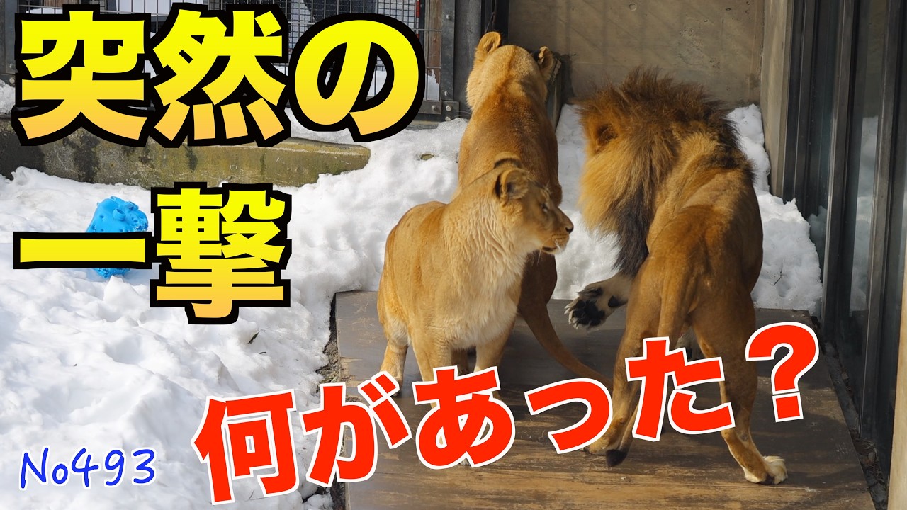 No493 【衝撃】オリトが突然レイを突き飛ばす…団子の午後に何が起きた？｜旭山動物園　#lion #オリトファミリー　#zoo
