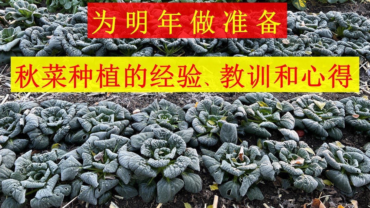 为明年做准备：秋菜种植的经验、教训和心得