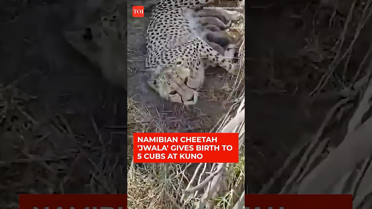 India&rsquo;s Cheetah Population Crosses 50 Mark As Jwala Gives Birth To Five Cubs At Kuno National Park