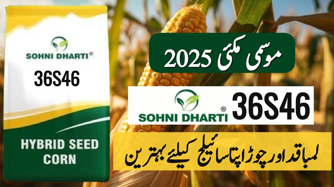 Salient Features of Sohni Dharti 36S46 Hybrid Corn Seed || Autumn Maize for Sailage || Crop Informer