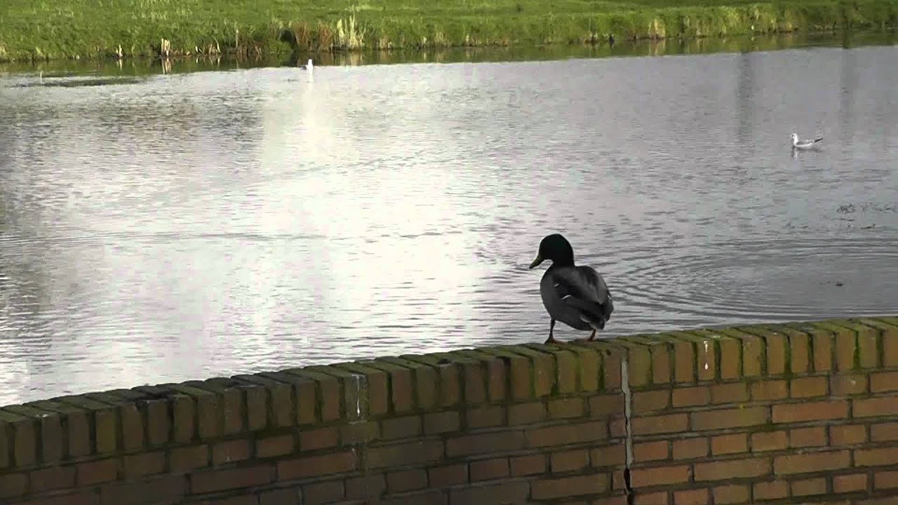 Quality test Panasonic HDC-HS80