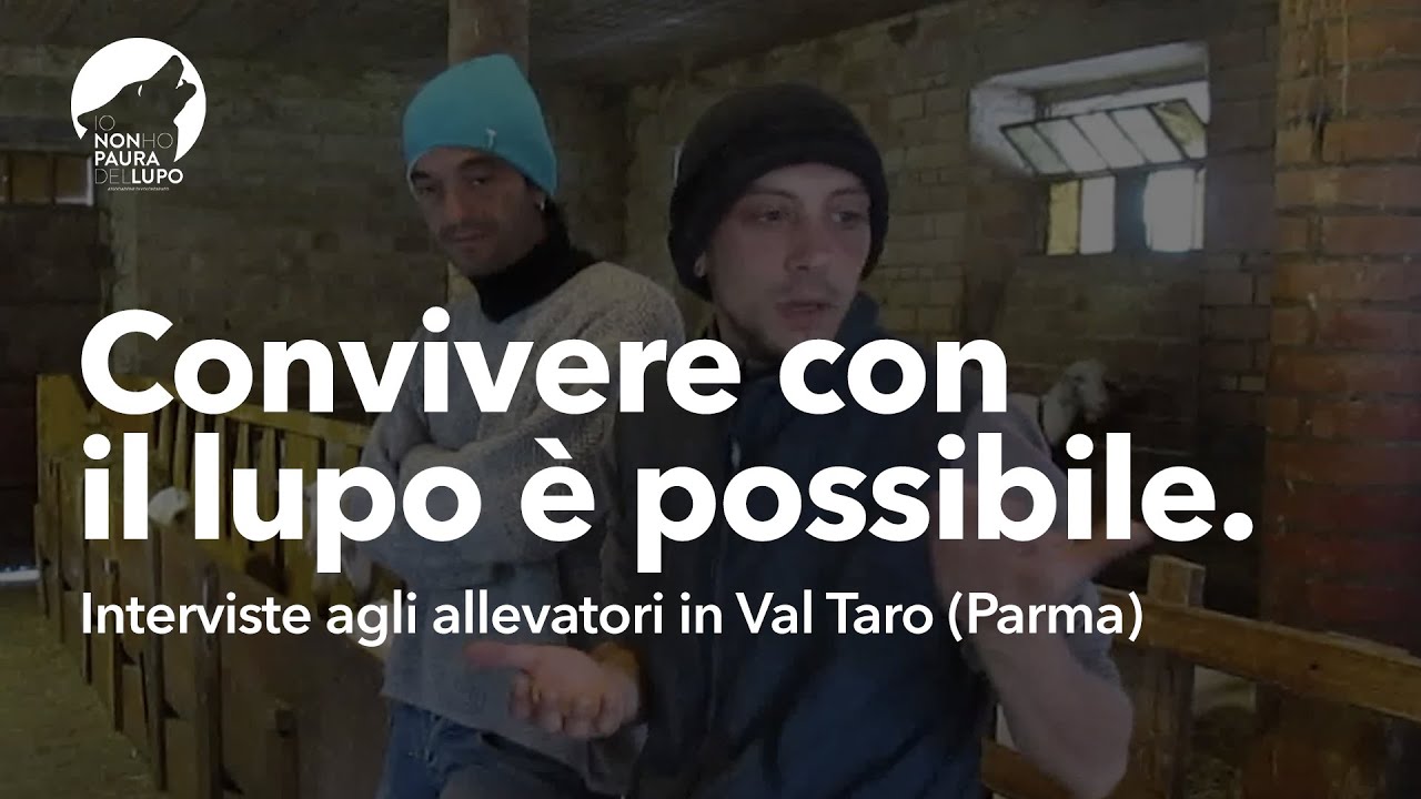 Convivere con il lupo è possibile: Interviste agli allevatori in Val Taro (Parma)