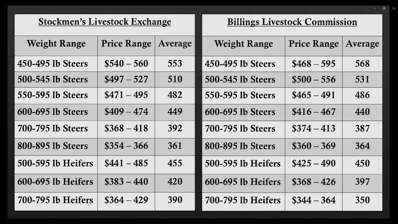 Historic Herd Lows, Record Demand: What's Next for the Cattle Market?