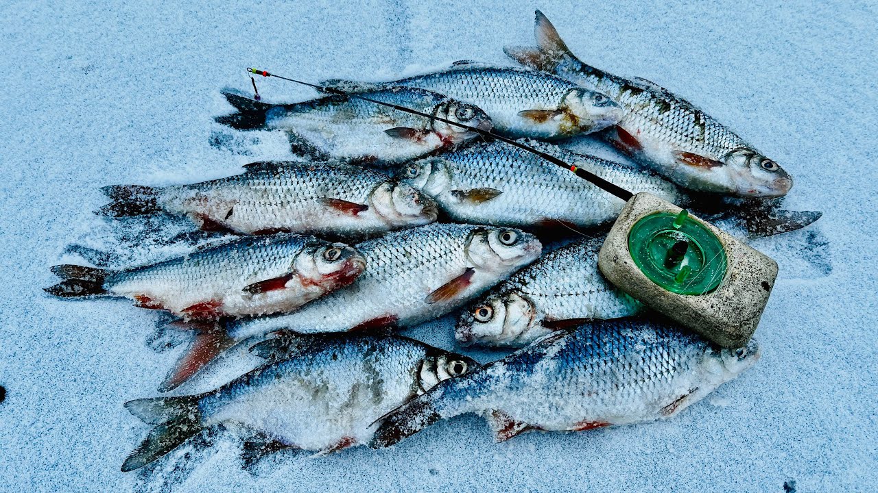 З ТАКОЮ СНАСТЬЮ НЕ ПОТРІБНО ЇЗДИТИ І НА МОРЕ!!! З ГІРЛЯНДОЮ ЗА БІЛОЮ РИБОЙ!!!