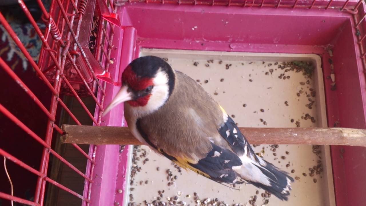 تغريد حسون بري سوري ، Goldfinch Stieglitz gesang