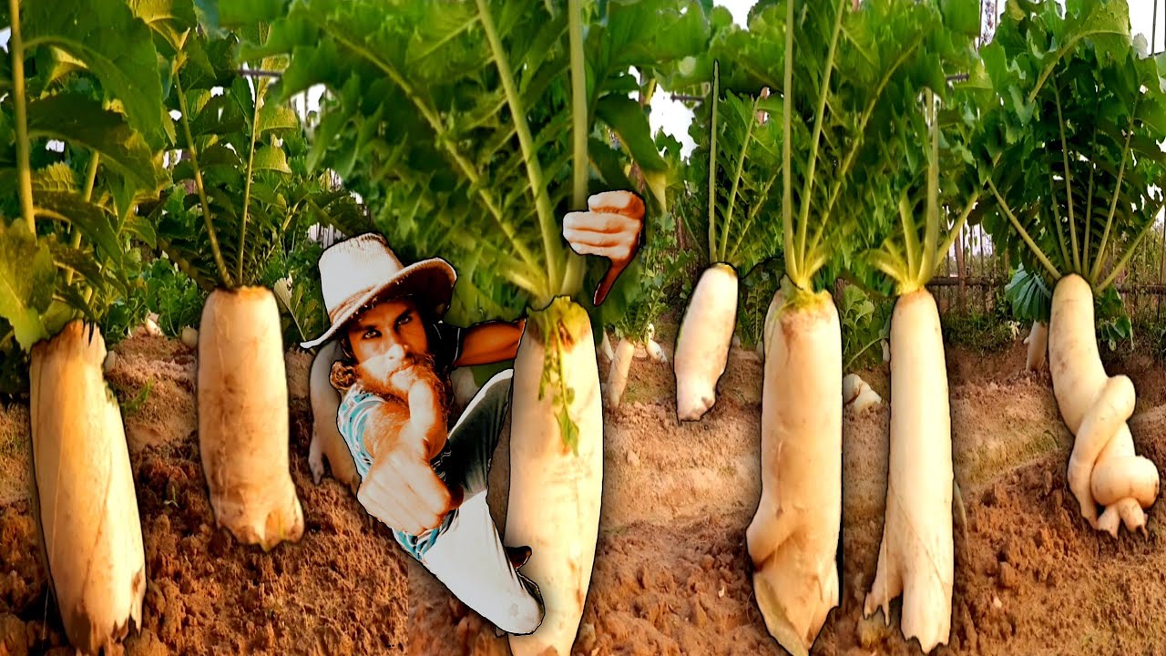 Radish Farming Guide: How to Grow Radishes in Open Field for Maximum Yield!