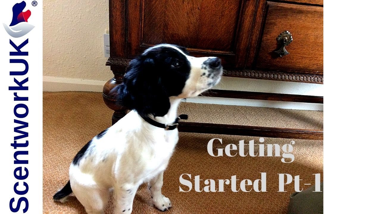Scentwork - How to start 1