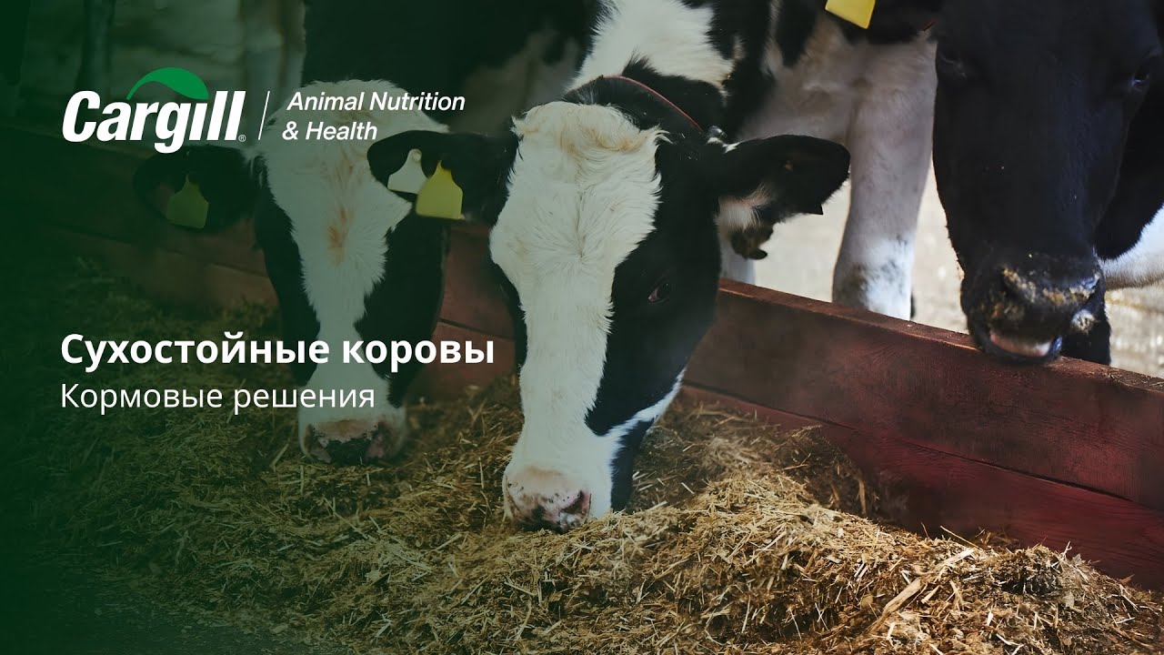 Сухостойные коровы. Кормовые решения 