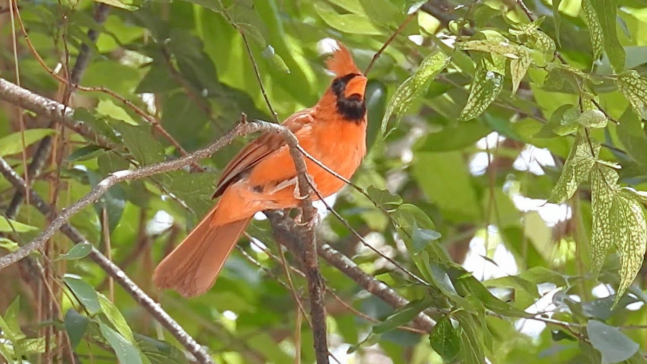 Cardinal rouge