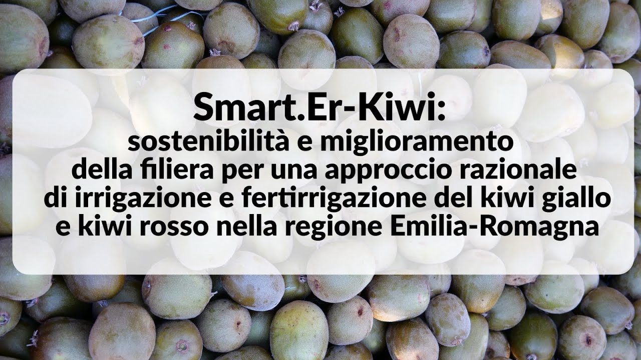 Kiwi giallo e rosso, sostenibilità e miglioramento della filiera in Emilia-Romagna