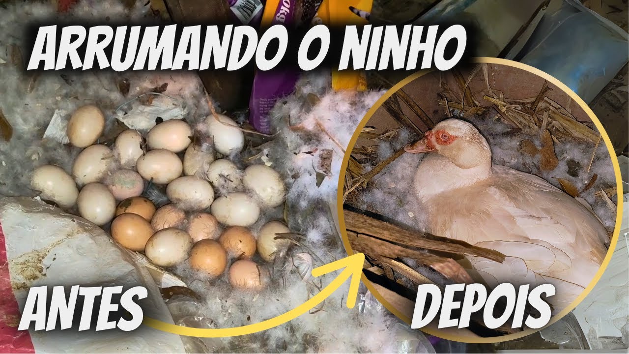 Encontramos um Ninho de Pata com muitos Ovos