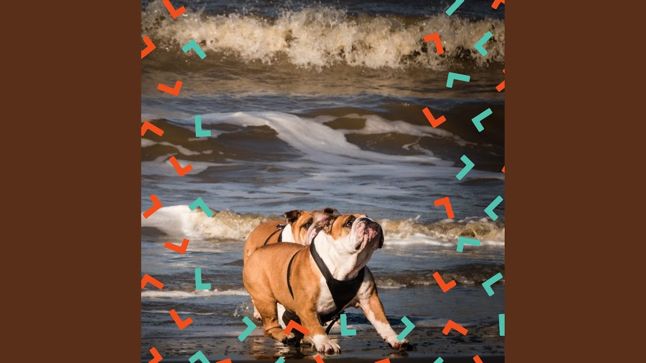 Retro Music for Relaxing Dog