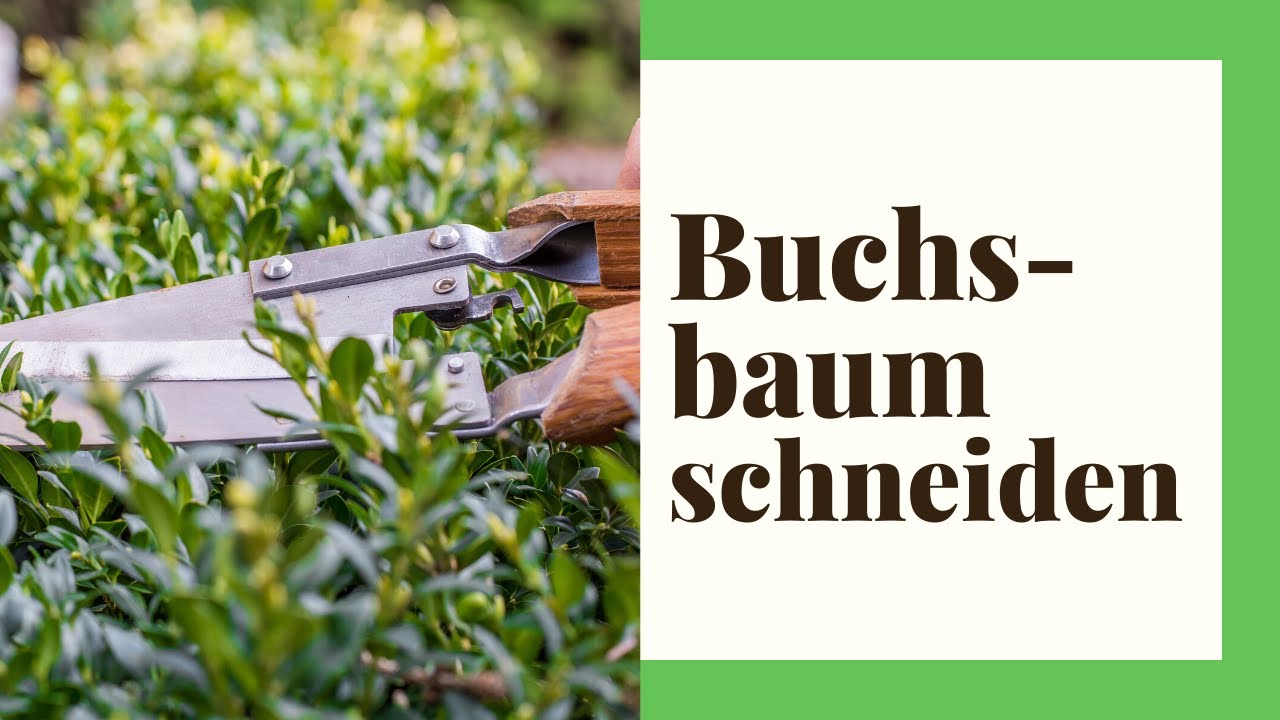 Wann Buchsbaum schneiden &ndash; der richtige Zeitpunkt ist entscheidend