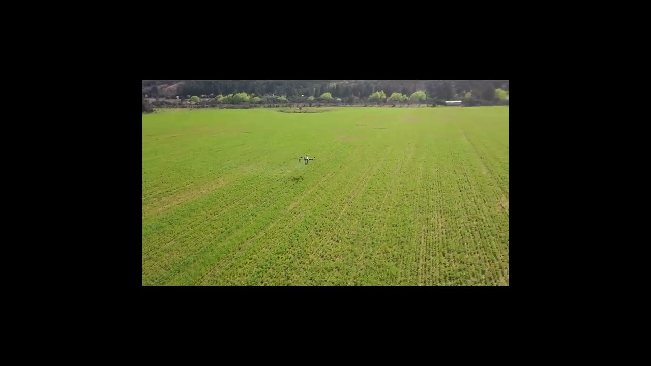 Aplicaci&oacute;n de graminicida en lentejas con drone  #dji #&ntilde;uble #ninhue
