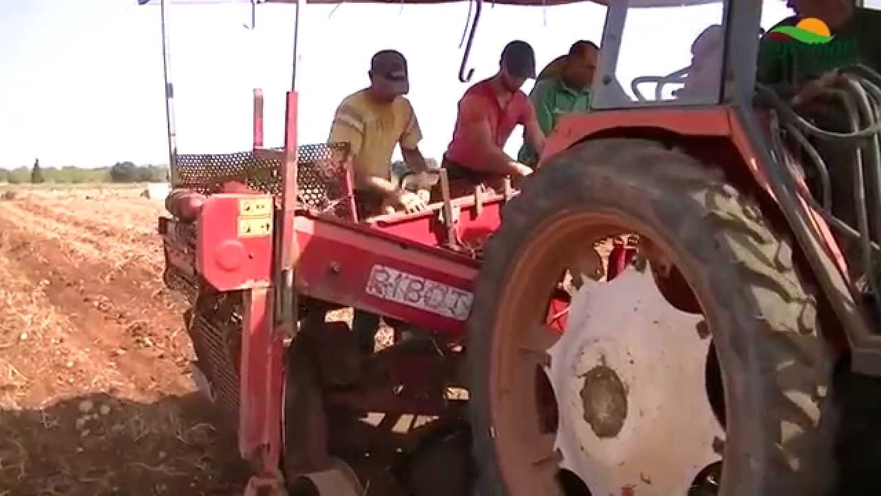 Treure patates amb la màquina