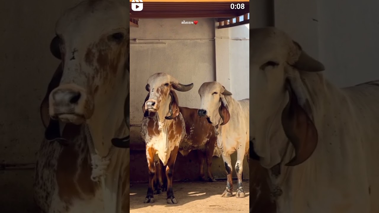 🐂 #gaushalla #bull #gausewa #animals #gausala #gaushala #farming #cowlover #love #goushala 🐂