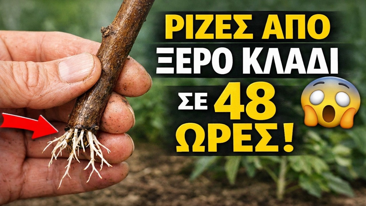 Το Μυστικό των Κινέζων Δασκάλων: Ρίζες από Ξερό Κλαδί σε 48 Ώρες! 😮
