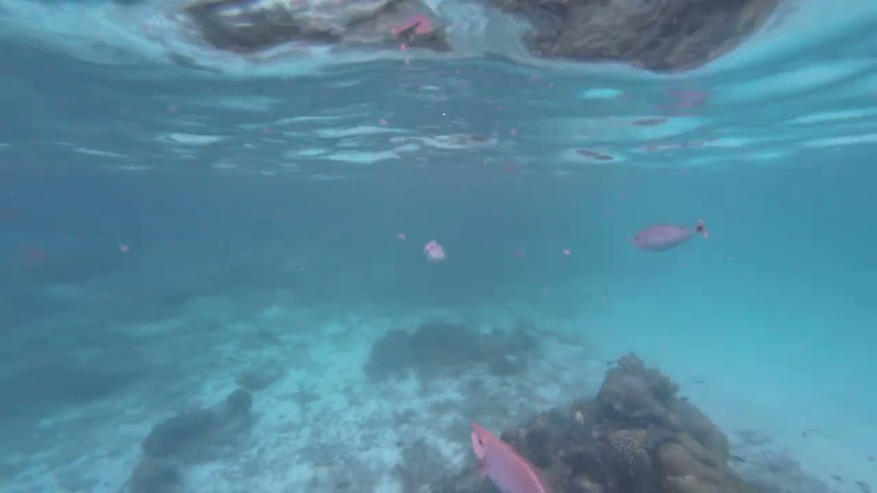 Peces grandes cerca de nuestra Villa - Maldivas - 17/1/26 - Oblu Select Sangeli