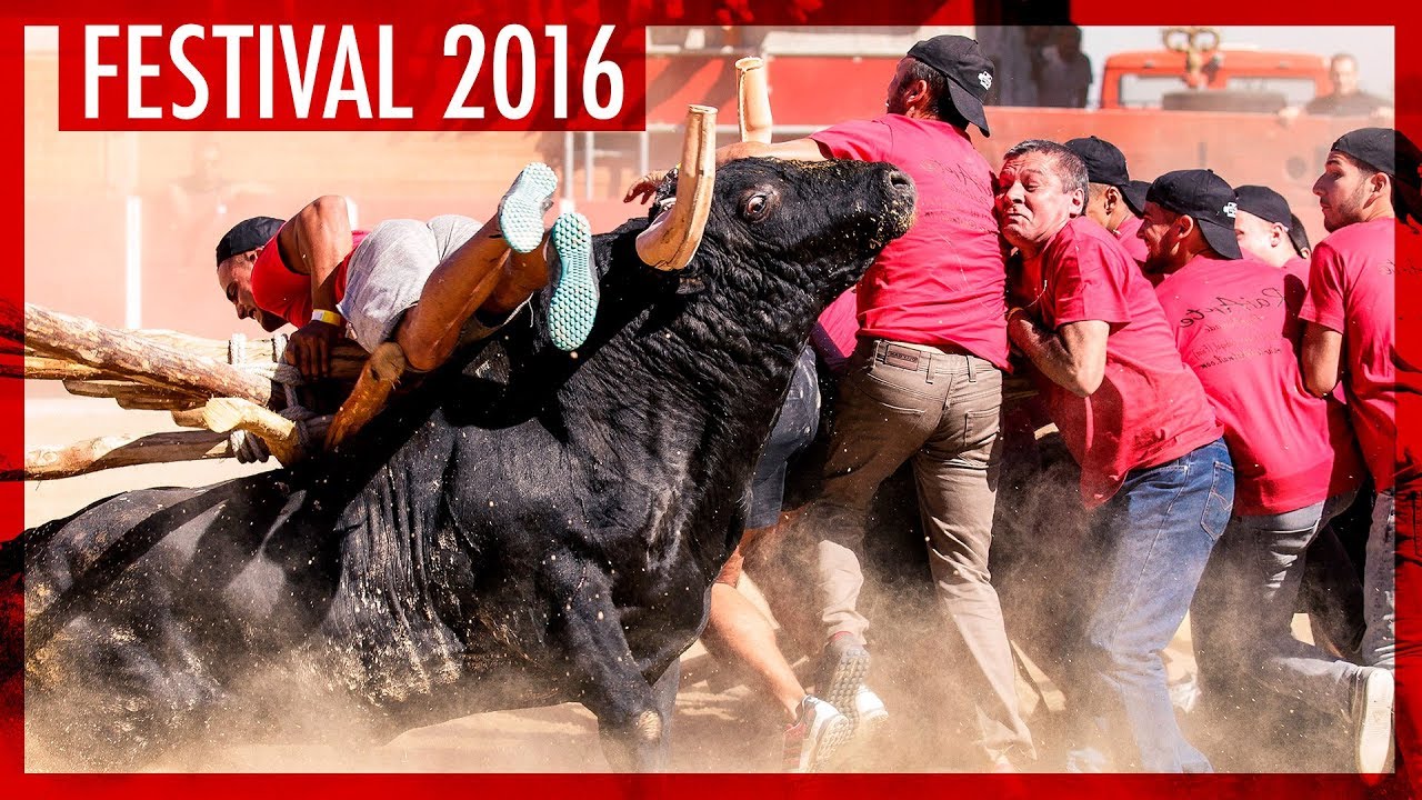 Toiro passa o forcão de Aldeia do Bispo no XXXI Festival 