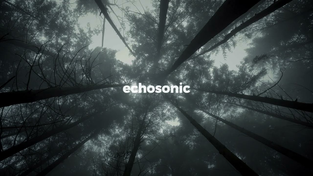 Looking Up Through the Mist