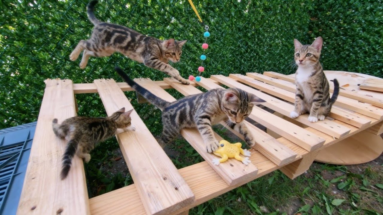Playful Cats Take Over the Obstacle Course!
