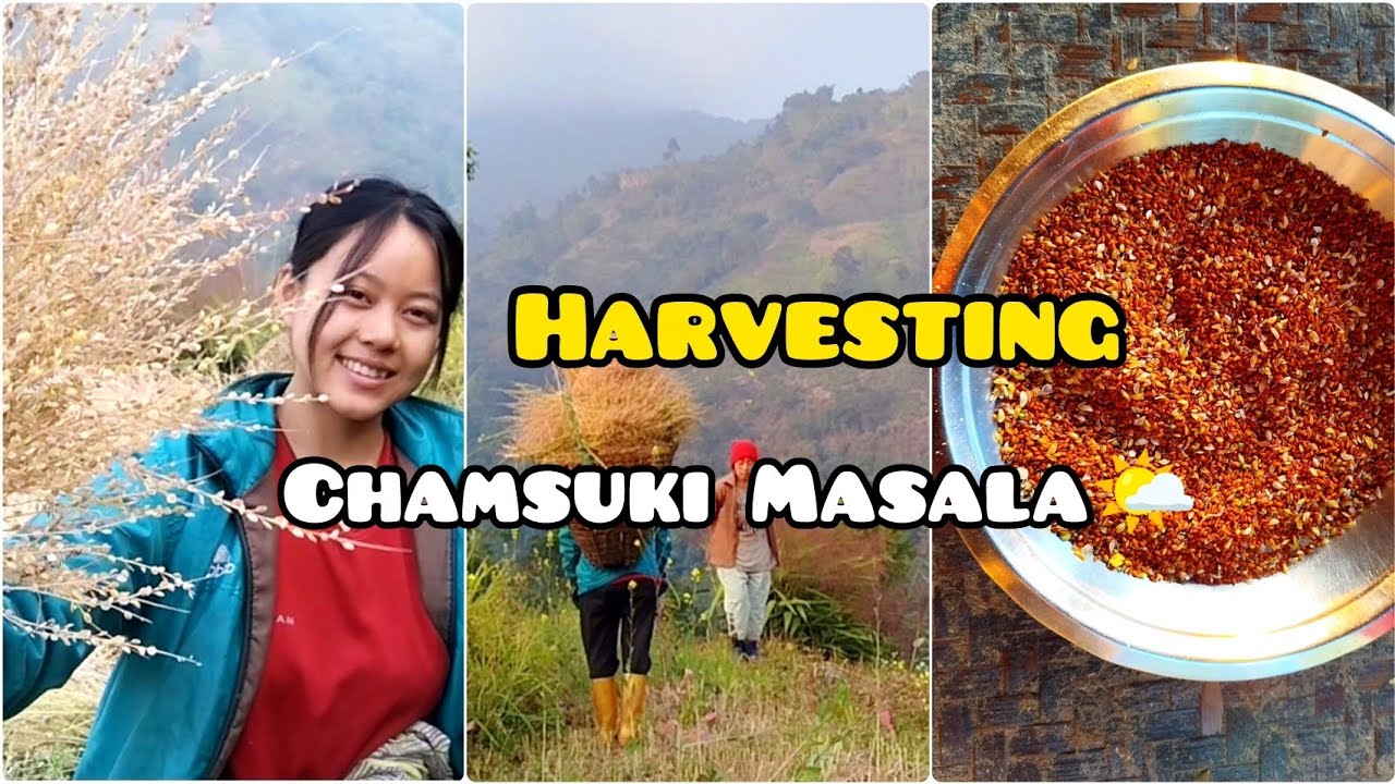 Harvesting Chamsur Masala🌤️//Ramro Sukekoi Raina😅@jaljalaawai 