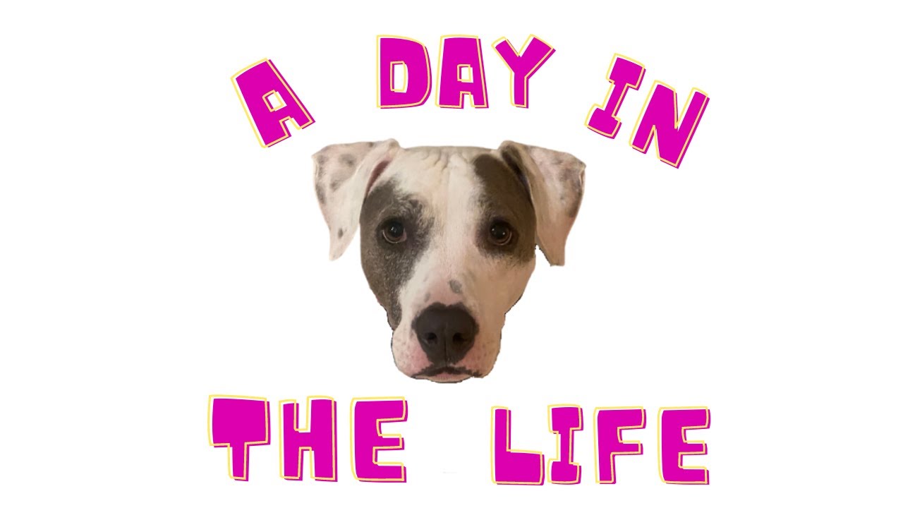 A Day in the Life of IsysPuppy!