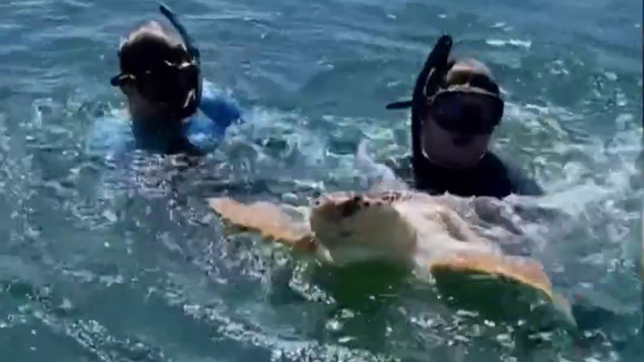 Video shows boaters rescue loggerhead turtle entangled in fishing line