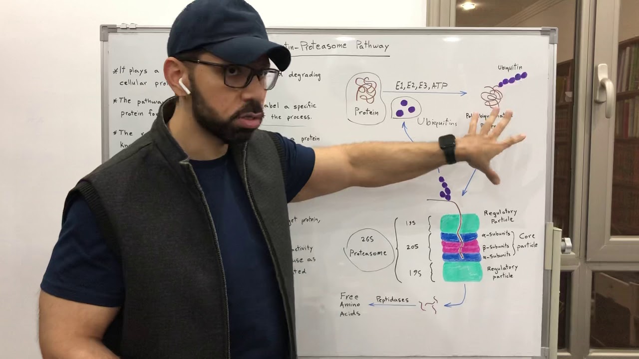 Ubiquitin-Proteasome Pathway